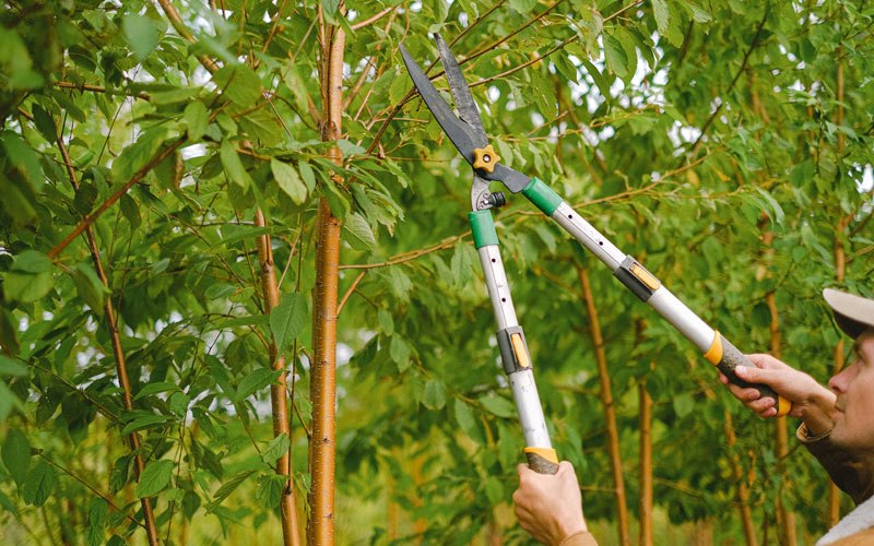 Tree trimming in Louisburg, NC
