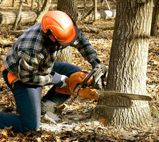 Tree Removal in Louisburg, NC
